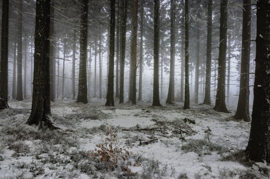 Zimní smrkový les