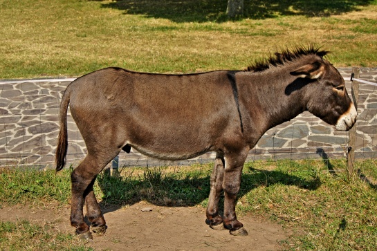Zřícenina hradu Devín