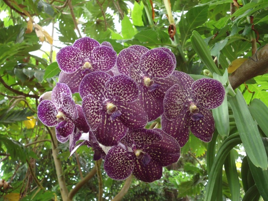 Teplice orchidej