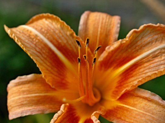 Macro 2