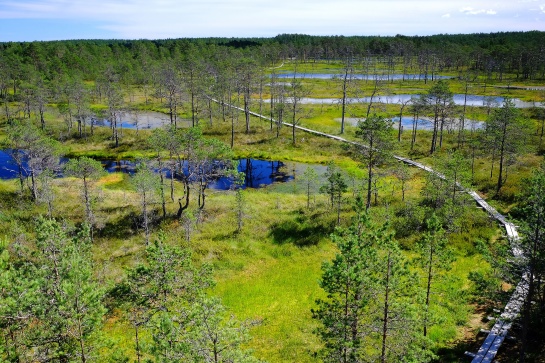 Cesta rašeliništěm Viru raba v Estonsku