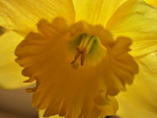 Macro 4