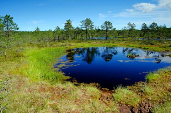 Cesta rašeliništěm Viru raba v Estonsku