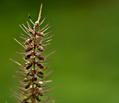 Macro