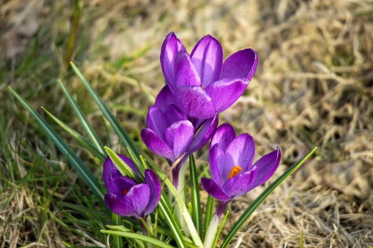 Fialka květ