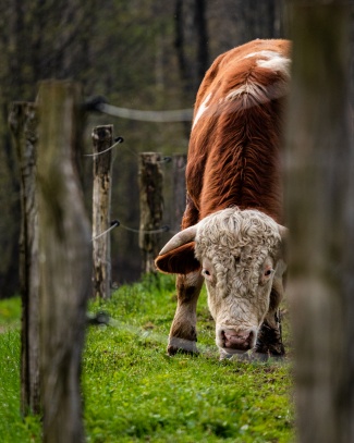 The bull with curly hair