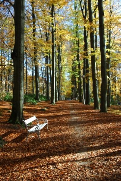 Bukový park u Lesního pramene
