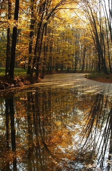 Lesní jezero II