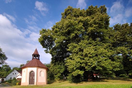 Platořská lípa