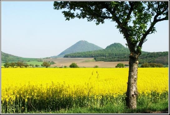 Milešovka s řepkou.