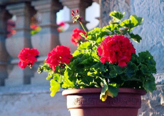 Pelargonie zámecká