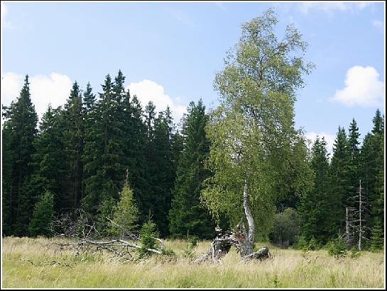 Slavkovský les