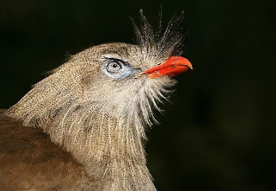 Seriema rudozobá