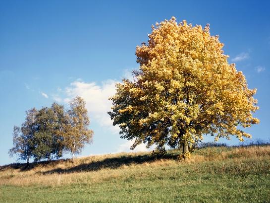 Stromy zbarvené podzimem