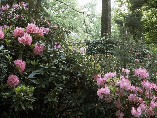 Rhododendrony