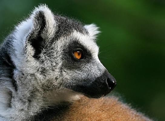Lemur kata