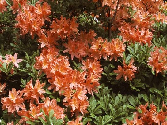 Květoucí Rhododendrony