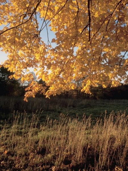 Javor v podzimním slunci