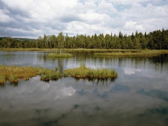 Rašliniště