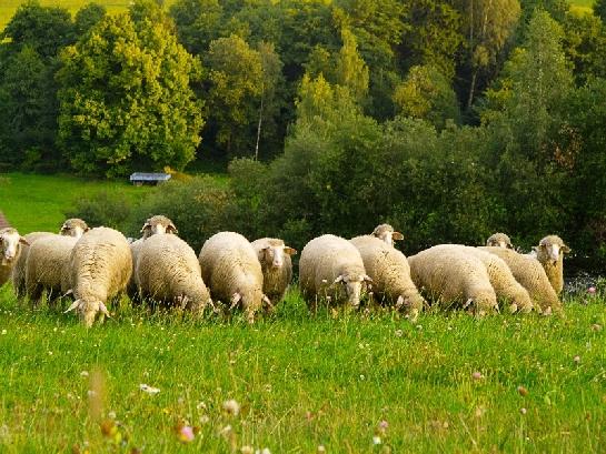 Stádo ovcí