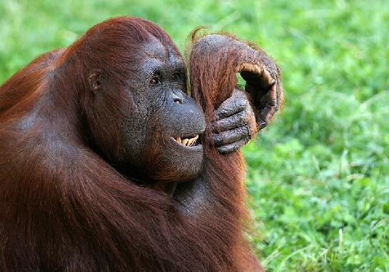Orangutan bornejský II