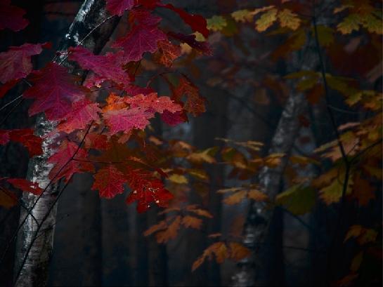 podzim v besedickém lese