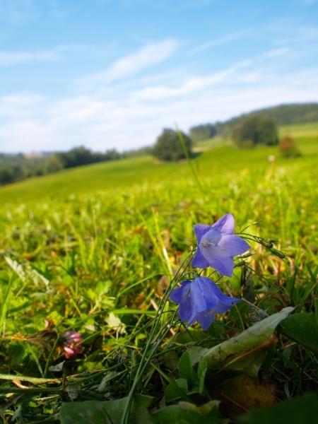 Modrý zvonek