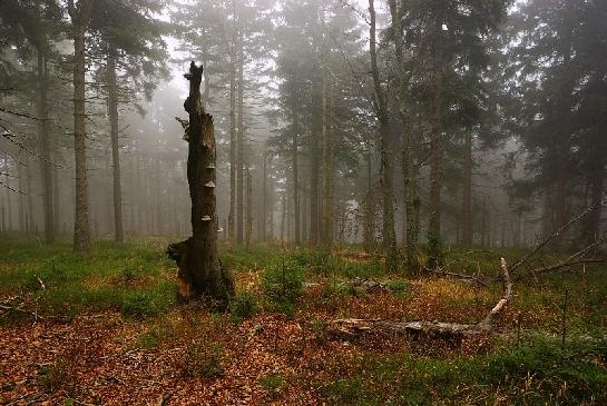 Totem