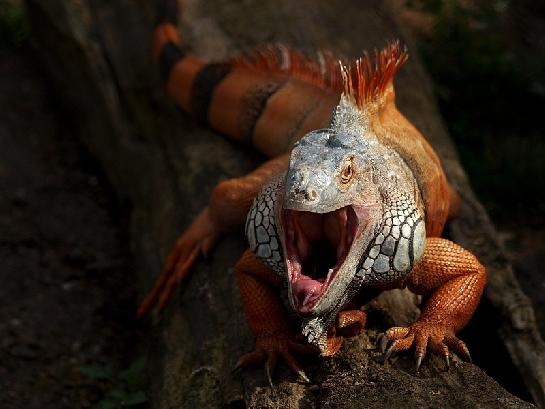 Leguán zelený (Iguana Iguana)
