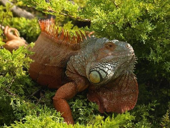 Leguán zelený (Iguana Iguana)