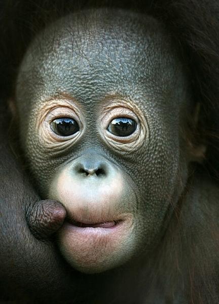 Orangutan Budi