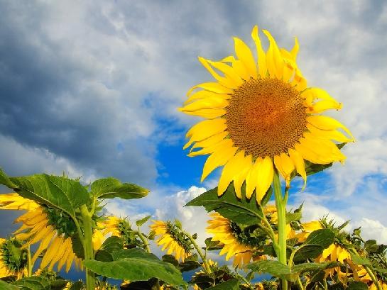 Slunečnice v záři slunce