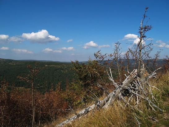 Lesní porost na vrchu Bukovec, Jizerka