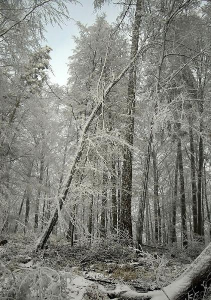 Zima v lese