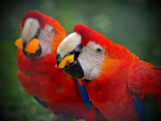 Dva odšťavňovače