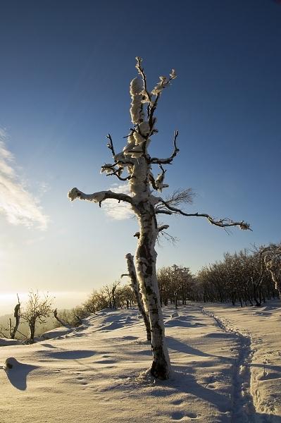 Strom sněžnický