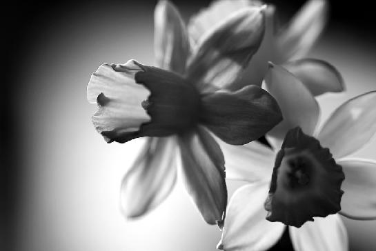 posel jara z květinářství II