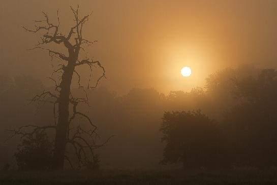 Mlhavé ráno na Pohansku