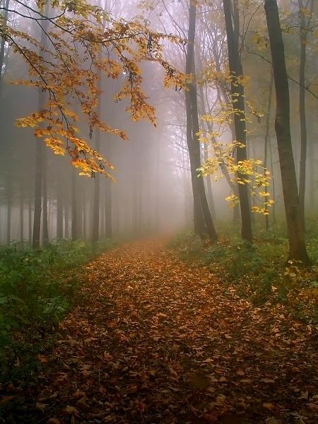 Cestou k Oční studánce