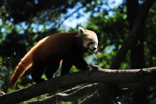 Panda červená