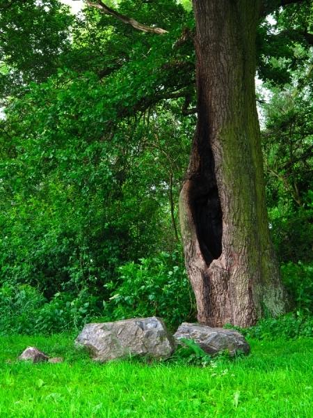 Strom a kámen