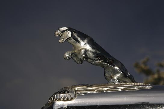 Jaguár