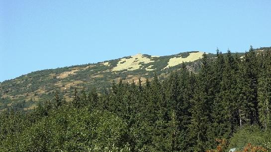 Zlaté návrší s kvetoucím mechem