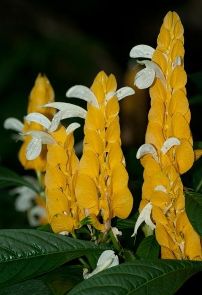 Pachystachys lutea