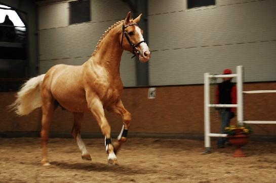 Český teplokrevník