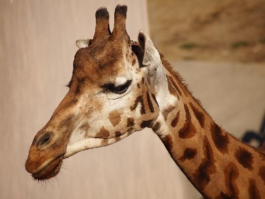 Zoo Olomouc