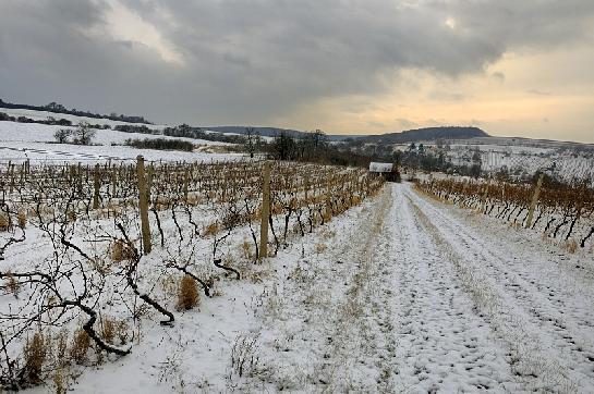 Vinice nad Radějovem