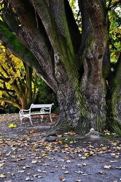 Klášterec nad Ohří - podzim v parku